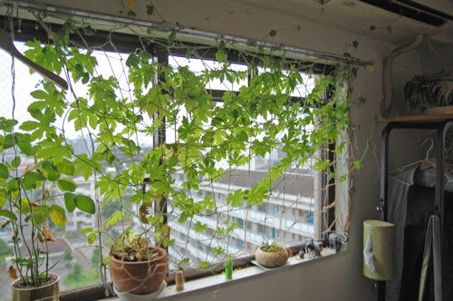 チャッピー ベランダ菜園