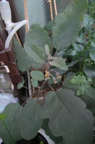 チャッピー ベランダ菜園