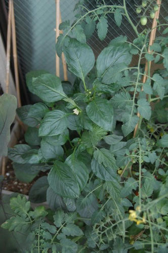 チャッピー ベランダ菜園