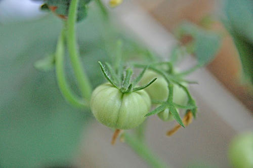 チャッピー ベランダ菜園