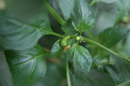 チャッピー ベランダ菜園