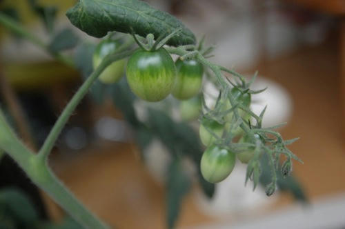 チャッピー ベランダ菜園