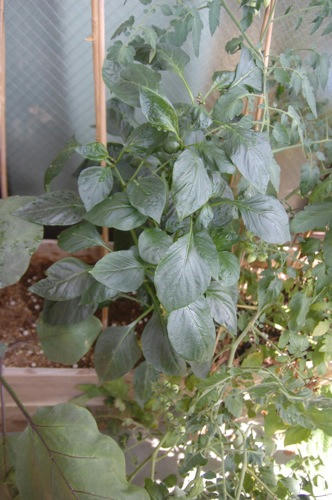 チャッピー ベランダ菜園