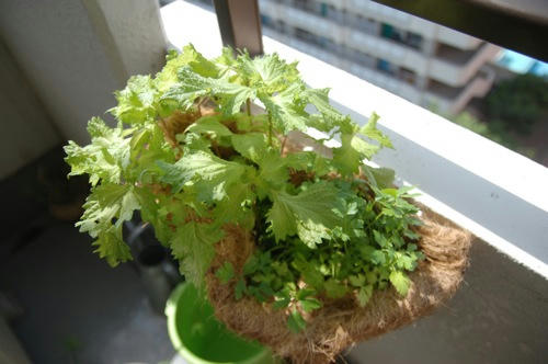 チャッピー ベランダ菜園