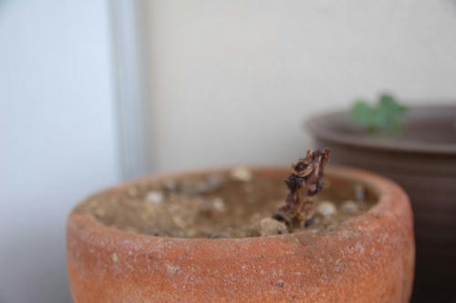 チャッピー ベランダ菜園