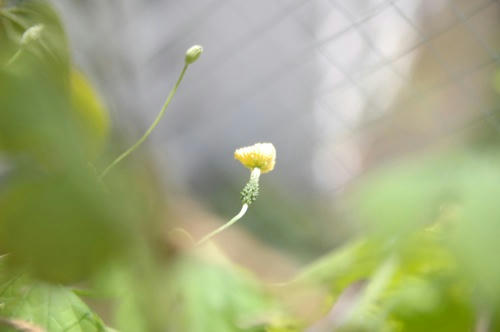 チャッピー ベランダ菜園