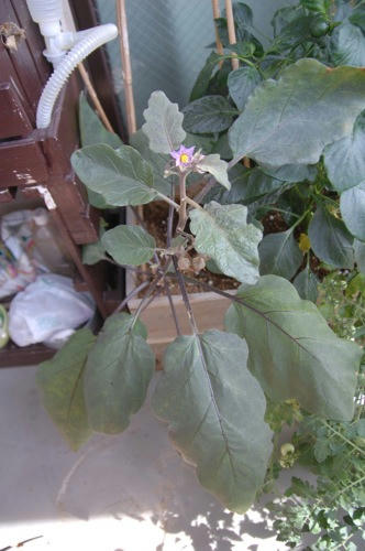チャッピー ベランダ菜園