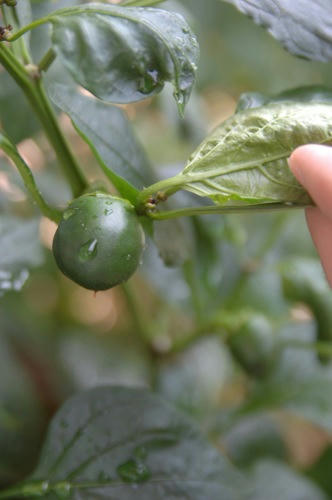 チャッピー ベランダ菜園