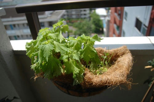 チャッピー ベランダ菜園