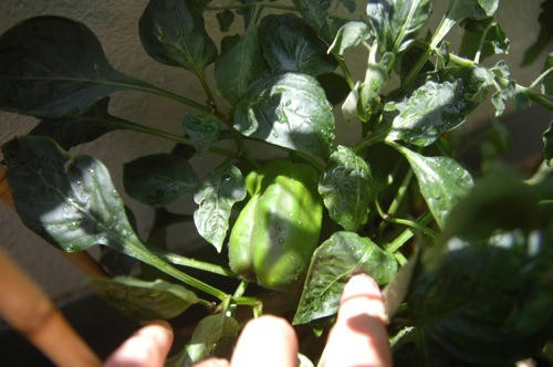 チャッピー ベランダ菜園