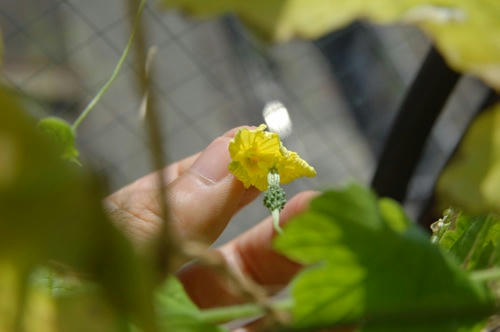 チャッピー ベランダ菜園