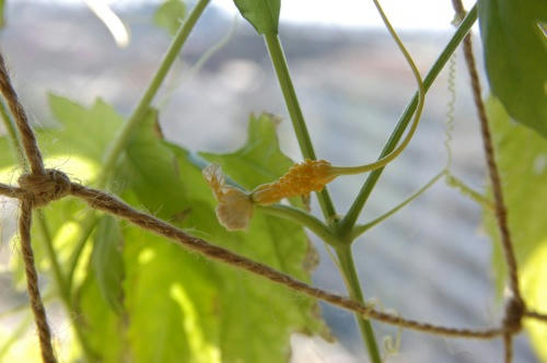 チャッピー ベランダ菜園
