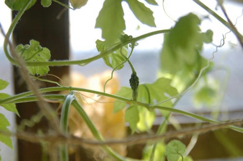 チャッピー ベランダ菜園