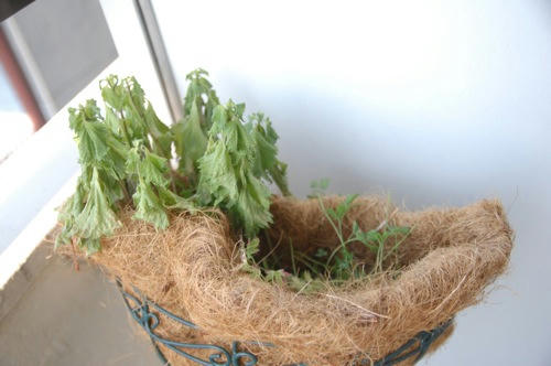 チャッピー ベランダ菜園