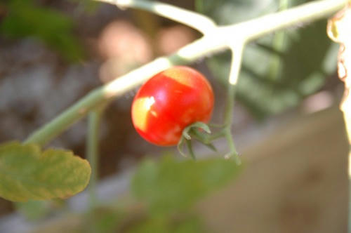 チャッピー ベランダ菜園