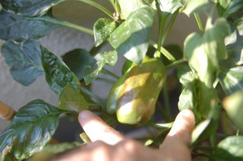 チャッピー ベランダ菜園