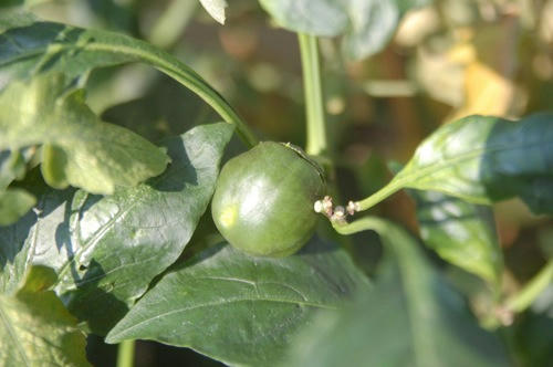 チャッピー ベランダ菜園