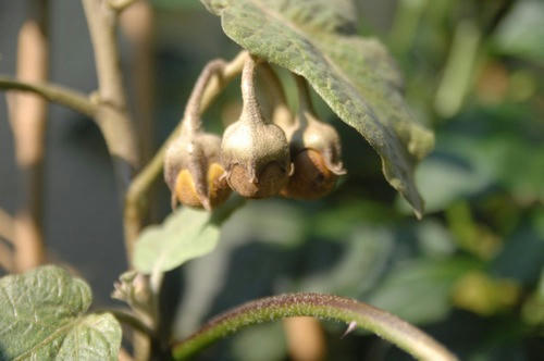 チャッピー ベランダ菜園