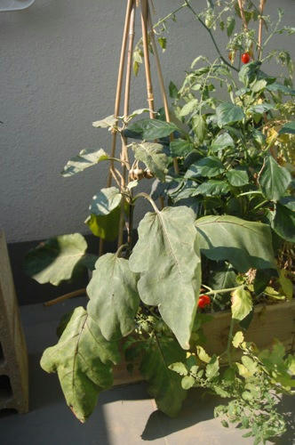 チャッピー ベランダ菜園