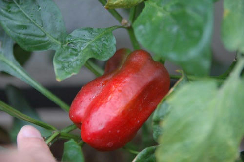 チャッピー ベランダ菜園