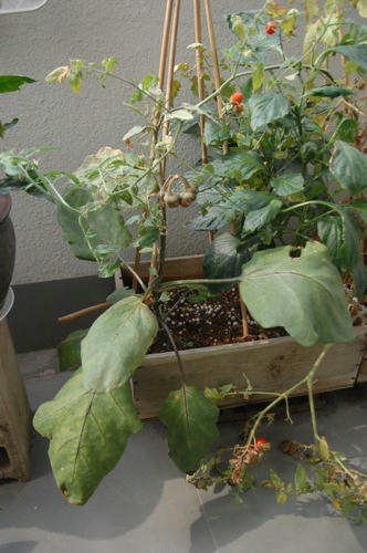 チャッピー ベランダ菜園