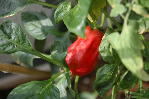 チャッピー ベランダ菜園