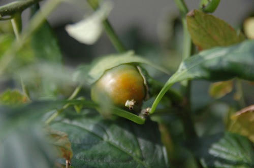 チャッピー ベランダ菜園