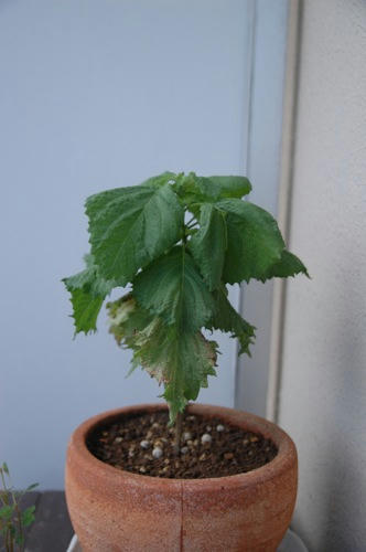 チャッピー ベランダ菜園
