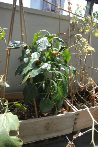 チャッピー ベランダ菜園