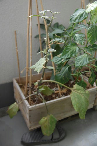 チャッピー ベランダ菜園