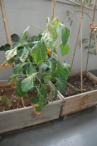 チャッピー ベランダ菜園