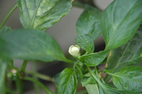 チャッピー ベランダ菜園