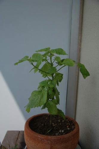 チャッピー ベランダ菜園