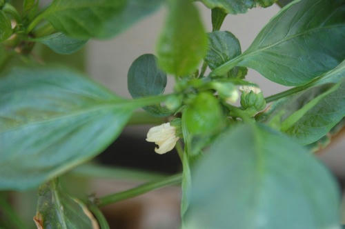 チャッピー ベランダ菜園