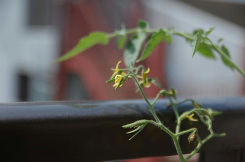 チャッピー ベランダ菜園