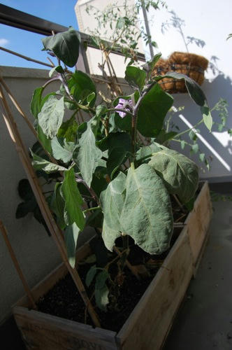 チャッピー ベランダ菜園