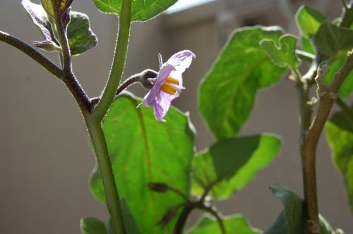 チャッピー ベランダ菜園