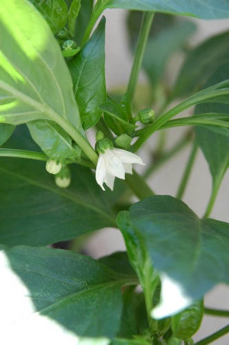 チャッピー ベランダ菜園