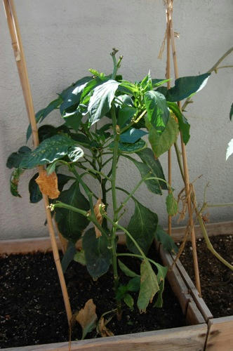 チャッピー ベランダ菜園