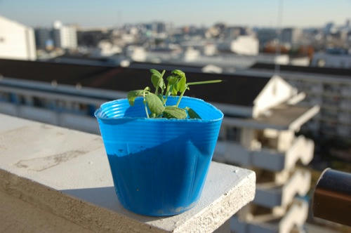 チャッピー ベランダ菜園