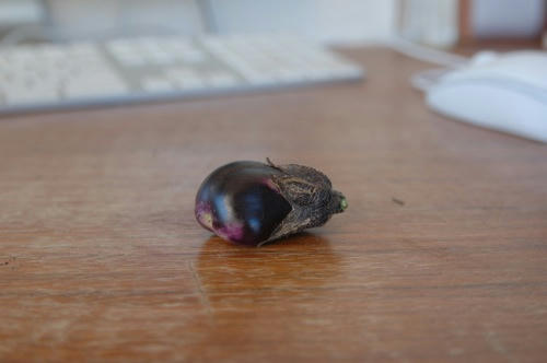 チャッピー ベランダ菜園