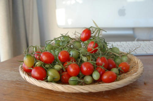 チャッピー ベランダ菜園