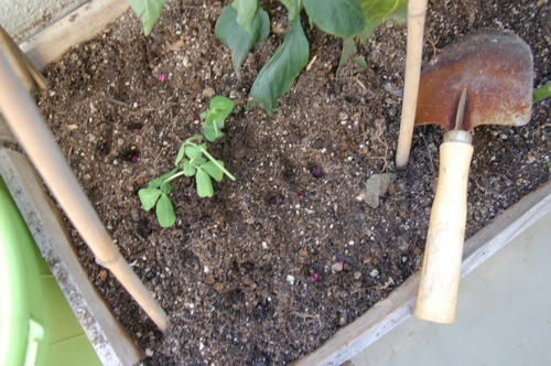 チャッピー ベランダ菜園