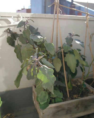 チャッピー ベランダ菜園