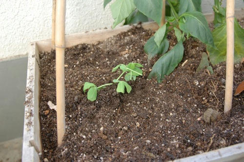 チャッピー ベランダ菜園