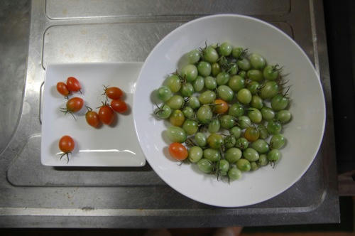 チャッピー ベランダ菜園