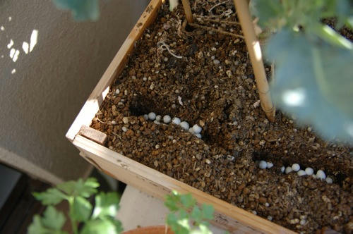 チャッピー ベランダ菜園