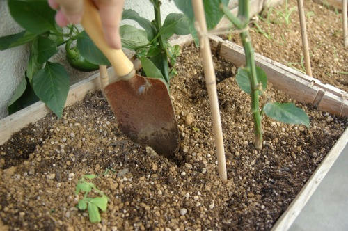 チャッピー ベランダ菜園