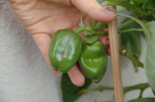 チャッピー ベランダ菜園