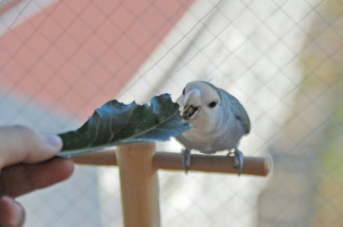 チャッピー ベランダ菜園